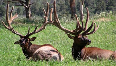 How to Hunt Elk in Craig, Colorado - Gone Outdoors