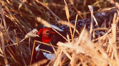 How to Hunt Pheasants Without a Dog - An Official Journal Of The …