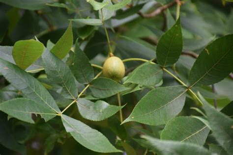 How to Identify Hickory Trees: Eleven Kinds - HomeStamp