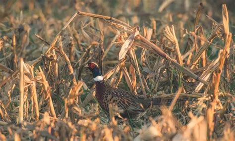 How to Identify Pheasant Habitat For Hunting Project Upland Magazine