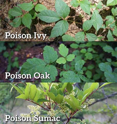 How to Identify Poison Ivy, Oak, and Sumac - Treehugger
