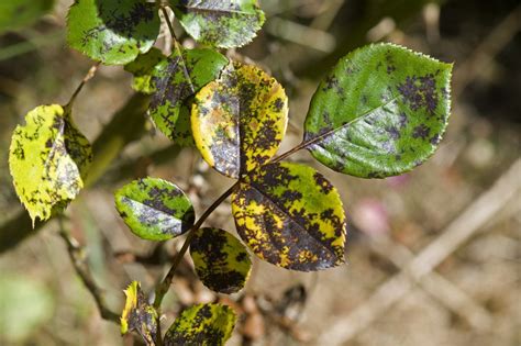 How to Identify Rose Diseases Caused by Humid or Wet Weather