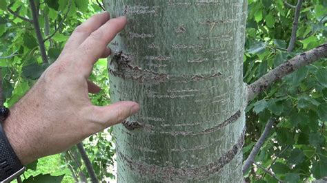 How to Identify Strange Growths on a Quaking Aspen Tree