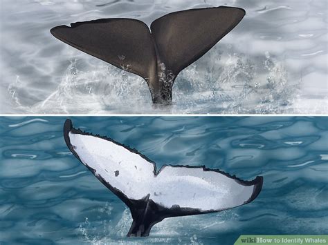 How to Identify Whales: 14 Steps (with Pictures)