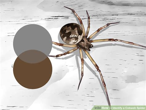 How to Identify a Cobweb Spider - wikiHow