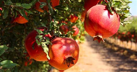 How to Identify and Control Pomegranate Pests and Diseases