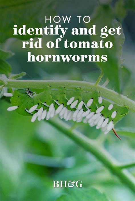 How to Identify and Get Rid of Tomato Hornworms - Better Homes …