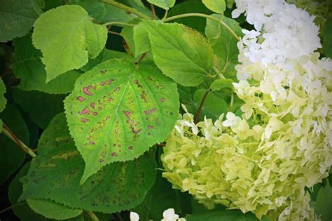 How to Identify and Treat Hydrangea Diseases