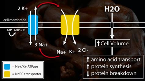 How to Increase Cell Volume for Fast Muscle Growth