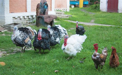 How to Introduce Turkeys to Chickens (Yep, They Can Be …