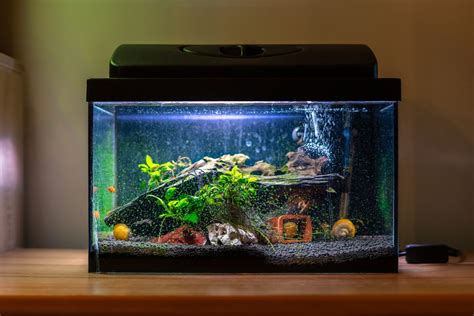 How to Keep A Fish Tank Clean? 10 Effective Tips