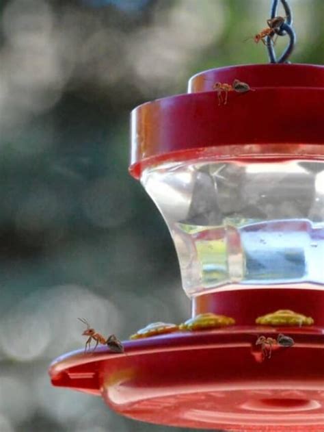 How to Keep Ants off the Hummingbird Feeder? - Hummingbirds Info