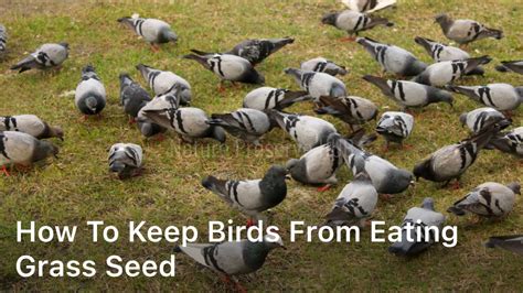 How to Keep Birds From Eating Grass Seeds 11 Bird