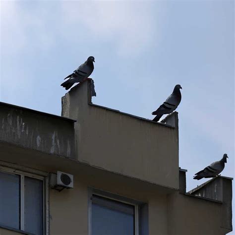 How to Keep Birds Out of Open Buildings Effective Methods