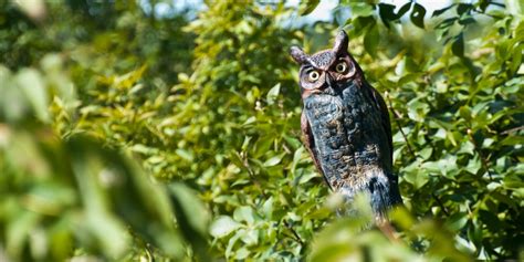 How to Keep Birds Out of Open Buildings Tips and Tricks