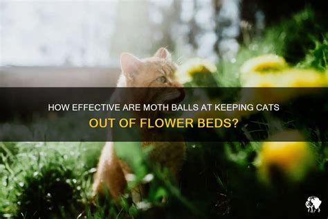 How to Keep Cats Out of Garden Moth Balls