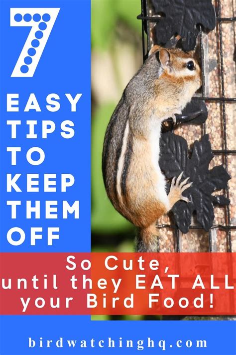 How to Keep Chipmunks Out of Bird Feeders: 8 Easy steps