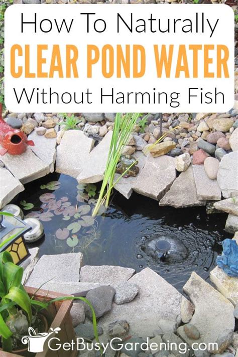 How to Keep Pond Water Clear Without a Filter - BackyardStyle.com