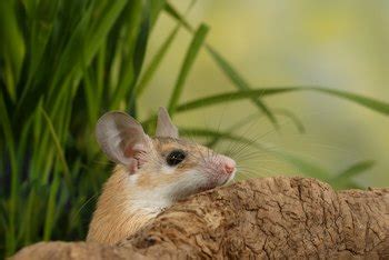 How to Keep Rats Out of Citrus Trees Home Guides