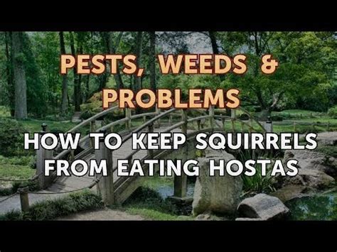 How to Keep Squirrels From Eating Hostas - YouTube