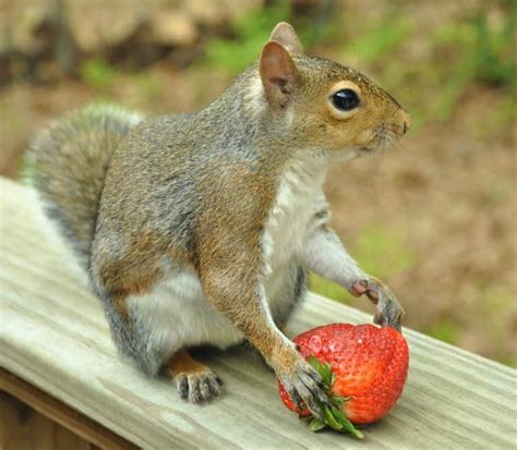 How to Keep Squirrels Out of Strawberries Home Guides - SFGATE