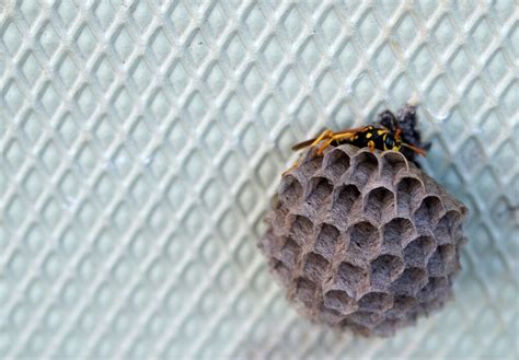 How to Keep Wasps From Building Nests The Ultimate 5Step Guide