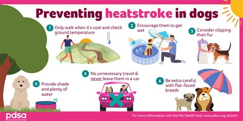 How to Keep Your Dog Cool and Prevent Heatstroke