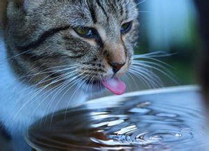 How to Keep a Cat Hydrated - Everhart Vet