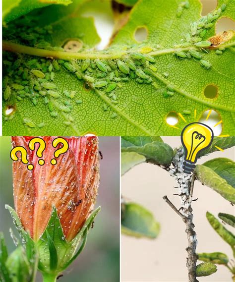 How to Kill Aphids Once And For All