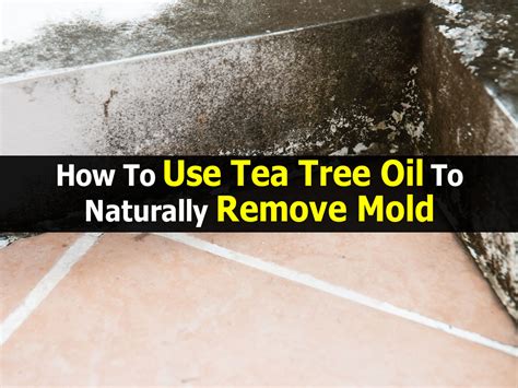 How to Kill Black Molds Naturally: Using Tea Tree Oil, …