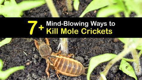 How to Kill Mole Crickets in the Lawn Ortho