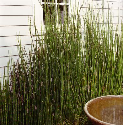 How to Kill Scouring Rush Horsetail Home Guides SF Gate