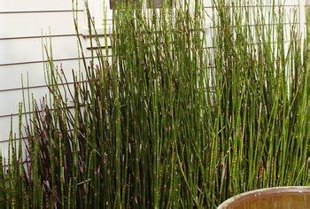 How to Landscape With Horsetail Rushes Home Guides SF Gate