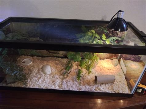 How to Lower Humidity in Your Leopard Gecko Tank