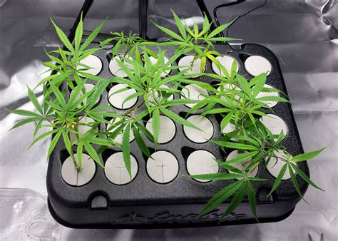 How to Make Cannabis Clones with an Aero Cloner - Grow Weed …