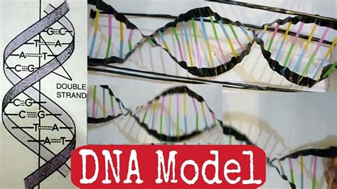 How to Make DNA Model, Using Straws YouTube.