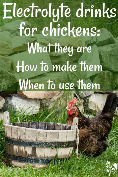 How to Make Homemade Electrolytes for Chickens