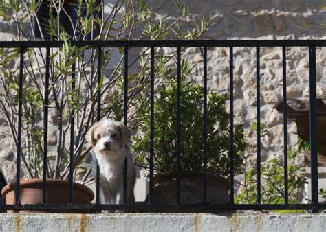 How to Make a Balcony Suitable for Dogs Cuteness