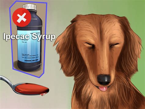 How to Make a Dog Vomit at Home? Step by Step Guide 2024