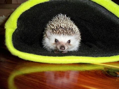 How to Make a Hedgehog Snuggle Bag - YouTube