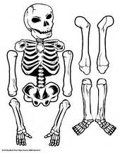 How to Make a Human Skeleton out of Paper 12 Steps