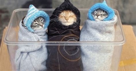 How to Make a Kitten Burrito AKA "Purrito"