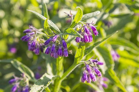 How to Make and Use Comfrey Fertilizer - The Spruce