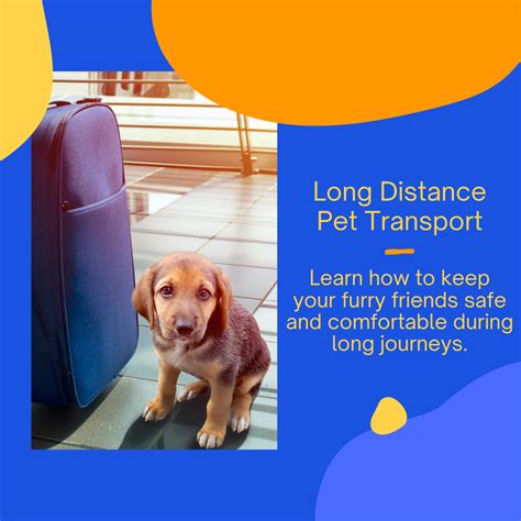 How to Move Long Distance With a Pet Dog or Cat Transportation Tips
