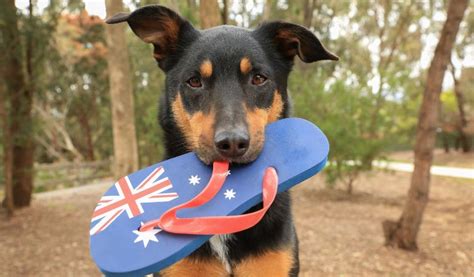 How to Move Your Pet to Australia Fantastic Removals Blog