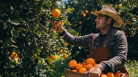 How to Optimize Your Citrus Production with On Citrus