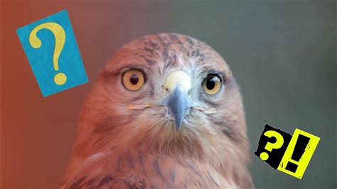 How to Order from the Couth Buzzard! YouTube