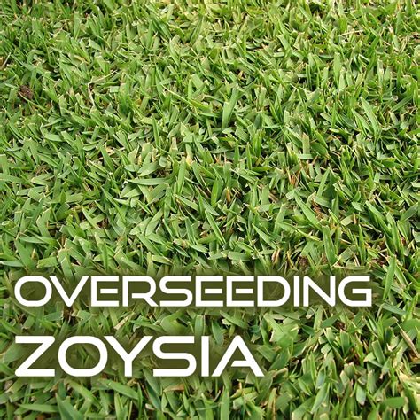 How to Overseed a Zoysia Grass Lawn - Naturallist