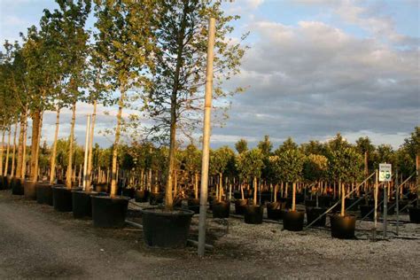 How to Pick a Quality Tree at the Nursery - Blog Nature