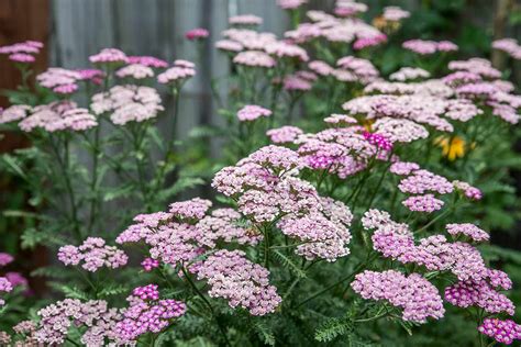 How to Plant, Grow and Care for Yarrow